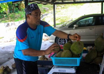 PERMINTAAN durian Balik Pulau, Pulau Pinang tetap mendapat sambutan luar biasa dalam kalangan pelanggan biarpun harga jualannya masih tinggi. – UTUSAN/MUHAMMAD FIRDAUS AMRAN