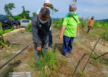 AZMAN Ibrahim (kiri) meninjau tanaman penduduk yang diserang gajah liar di Kampung Ban Ho di Kemaman. - UTUSAN/NIK NUR IZZATUL HAZWANI NIK ADNAN