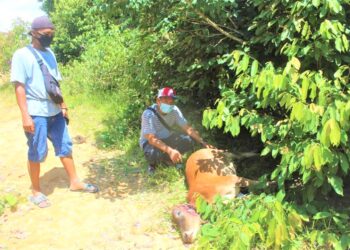 FAIZULLAH Abdul Mutalib (kanan) dan Joko Sambang menunjukkan bangkai lembu yang mati dipercayai dibaham harimau kumbang di kebun kelapa sawit Kampung Gamin Hilir, Kuala Pilah. - UTUSAN/NOR AINNA HAMZAH