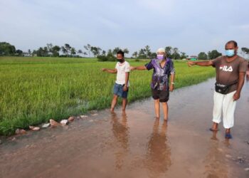 PETANI menunjukkan kawasan sawah padi yang mereka usahakan ditenggelami banjir di Kampung Alor Berala, Pendang hari ini. - UTUSAN/MOHD. RIFAAT ABD. HAMID