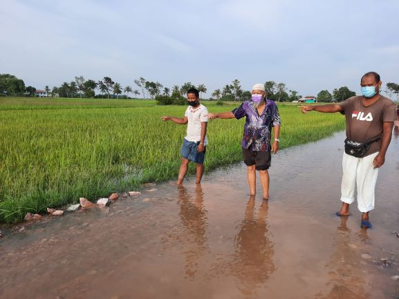 Pesawah Rugi 100 000 Padi Ditenggelami Banjir Utusan Digital