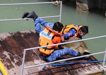 ANGGOTA APM menyelamatkan seekor penyu agar yang dipercayai sesat di Stesen Janakuasa Tuanku Jaafar, Port Dickson pagi tadi.-IHSAN APM