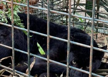 HARIMAU kumbang jantan yang masuk perangkap dipasang Perhilitan Perak di Kampung Asli Kenang Baru Jalong Tinggi dekat Sungai Siput semalam. - UTUSAN/IHSAN PERHILITAN PERAK