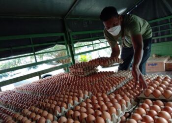 BEKALAN telur ayam di Pulau Pinang kini dikatakan semakin berkurangan berikutan mendapat permintaan tinggi dalam kalangan pengusaha pasar raya mini dan restoran makanan.