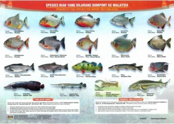 TANGKAP layar infografik Jabatan Perikanan Malaysia mengenai ikan asing invasif.