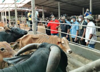 TERNAKAN lembu secara komersial perlu dipelihara dalam kawasan yang berpagar untuk memastikan haiwan ruminan tidak berkeliaran di jalan raya. – FOTO JPV