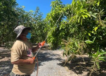 SHAHROM SAAD menyembur racun bagi mengawal serangan serangga lelompat daun di kebun harumanisnya di Semadong, Beseri, Padang Besar, Perlis, baru-baru ini. – UTUSAN/NUR NAZLINA NADZARI