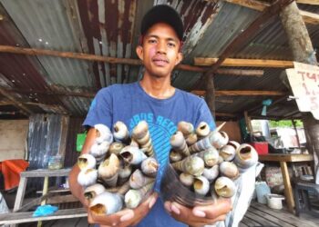 MAZZARY Mongo menunjukkan siput tuntul yang dijual di gerainya di Kampung Binsulok, Membakut.-UTUSAN/SURAIDAH ROSLAN