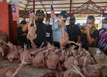 AZMAN Adam (kiri) memantau harga ayam yang ditetapkan di bawah Skim Harga Maksimum Musim Perayaan (SHMMP) Tahun Baharu Cina di Pasar Awam Wakaf Tapai, Marang. - UTUSAN/PUQTRA HAIRRY ROSLI