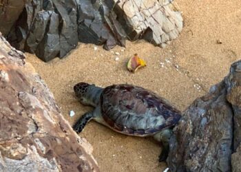 ANAK penyu agar yang ditemukan mati di celah batu di Pantai Kijal, Kemaman.