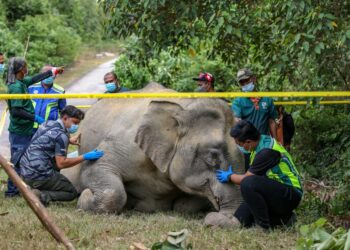 JABATAN Perhilitan memeriksa bangkai seekor gajah betina ditemukan penduduk kampung di tepi jalan berhampiran Empangan Pedu, Kuala Nerang. - 
UTUSAN/SHAHIR NOORDIN