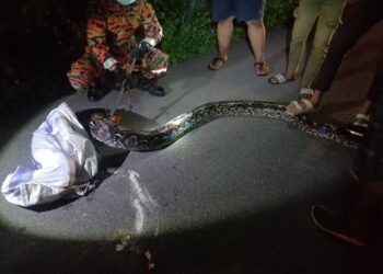 ANGGOTA bomba menangkap ular sawa yang dijumpai di kawasan semak di Kampung Changkat Larang, Ipoh semalam. - UTUSAN/IHSAN JBPM PERAK