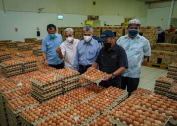 RONALD Kiandee (kanan) melihat sebahagian telur yang telah siap dipek untuk dipasarkan ketika melawat Ladang Ayam Telur Selasih Aman yang terletak di Kalumpang, Hulu Selangor, Selangor, hari ini. - UTUSAN / MUHAMAD IQBAL ROSLI