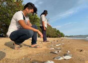 NAJMI HAKIM Zamri (kiri) bersama rakannya melihat bangkai ikan Selangat dan Tamban yang terdampar di Telok Gong, Alor Gajah, Melaka. - UTUSAN/DIYANATUL ATIQAH ZAKARYA