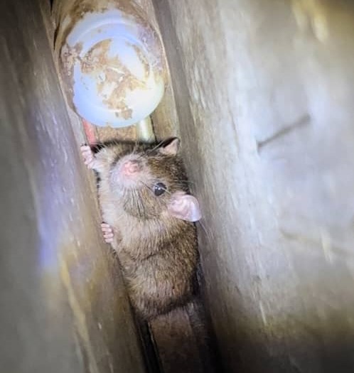 Wabak kencing tikus menular di Kolam Air Panas Jasin