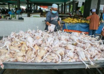 Kos operasi tinggi terutama harga dedak dikatakan punca harga ayam meningkat.