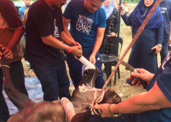 DR. Radzi Jidin (kanan) bergotong-royong melapah daging korban pada Majlis Korban Srikandi Bersatu Kelantan di Ketereh, Kelantan. -UTUSAN/ ROSMIZAN RESDI