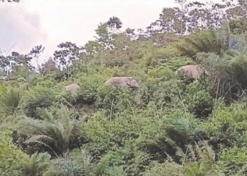 Kerajaan Kelantan dan Perhilitan akan memindah hidupan liar dan gajah bagi memberi laluan kepada projek Empangan Nenggiri.- Foto SUMBER MEDIA SOSIAL.