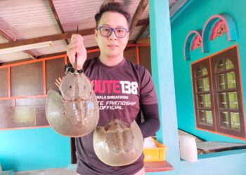 PENGUSAHA restoran sajian belangkas, Azizi Buyaman menunjukkan bekalan belangkas di Restoran Citarasa Belangkas di Kuala Linggi, Melaka. - UTUSAN/MUHAMMAD SHAHIZAM TAZALI