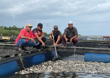 MUSTAPA Bakar (kanan) menunjukkan bangkai ikan kerapu hybrid yang mati di Laguna Semerak di Pasir Puteh, Kelantan, hari ini. UTUSAN/TOREK SULONG