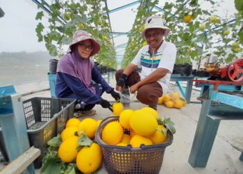 ZURAINA SHAHARUDDIN dan suaminya, Abdul Rahim menunjukkan hasil golden melon yang diusahakan mereka di Kampung Sawah Datuk, Mersing.