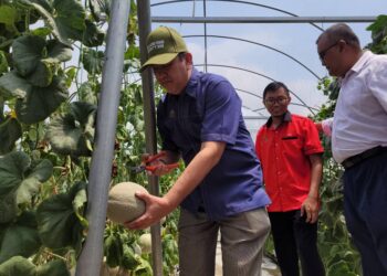 DR. Mohd. Zahari Ismail (kiri) menuai hasil rock melon yang diusahakan di Politeknik Jeli Kelantan selepas menyempurnakan majlis konvokesyen kali kesembilan institusi itu di Jeli, Kelantan hari ini. UTUSAN/MUSTAQIM MOHAMED