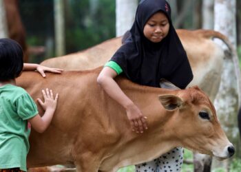 ISLAM juga sebenarnya meletakkan haiwan pada kedudukan yang sama dengan manusia kerana kedua-dua makhluk ini adalah ciptaan Allah digelar ummah.