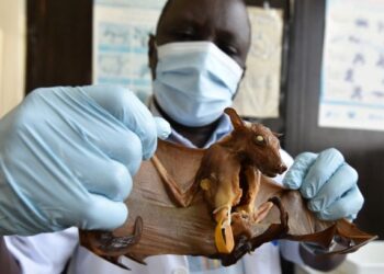 PAKAR Haiwan Mamalia, Prof. Blaise Kadjo menunjukkan spesies kelawar di makmal penyelidikan zoologi  Universiti Houphouet-Boigny, Ivory Coast. - AFP