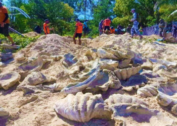 PIHAK berkuasa Filipina merampas sejumlah kerang gergasi yang diternak secara haram di Kepulauan Palawan. - AFP