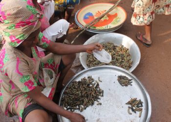 ULAT beluncas dijual secara terbuka di pasar di Bangui, Republik Afrika Tengah.-AFP