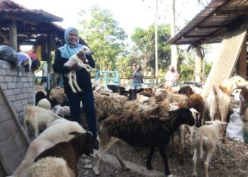 CHE Amah Che Mid bersama kambing yang diusahakan di belakang rumahnya di Kampung Kubang Batang, Arau, Perlis. – UTUSAN/NUR NAZLINA NADZARI