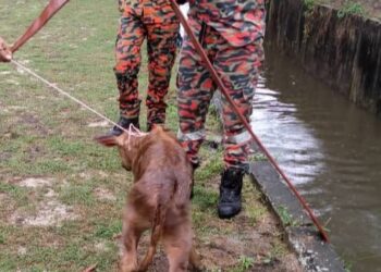 Anak lembu malang yang berjaya diselamatkan selepas terjatuh dalam longkang di Kampung Baru Kertih di Kemaman, Terengganu, hari ini.