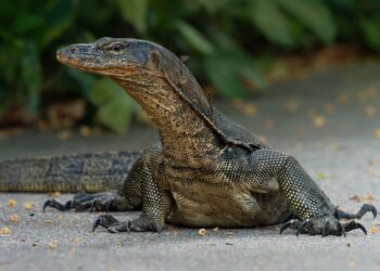 DARAH biawak air didakwa mampu mencegah kanser dan jangkitan virus termasuk Covid-19. - AGENSI