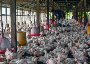 PENUBUHAN lembaga khas bagi mengawal selia industri ternakan dan harga ayam mampu mengatasi masalah penguasaan kartel. - UTUSAN/PUQTRA HAIRRY ROSLI