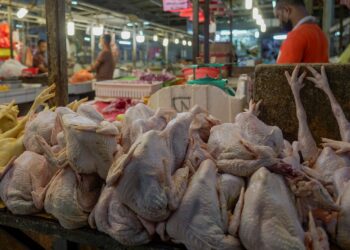 Penternak kontrak kecil-kecilan mendakwa mereka mendapat subsidi 10 sen bagi seekor ayam. – UTUSAN/AMIR KHALID