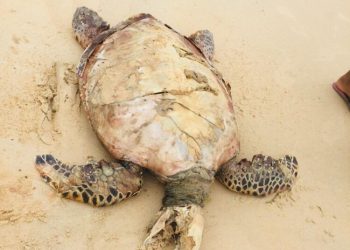 BANGKAI penyu karah ditemukan orang awam di Pantai Batu 10, Port Dickson semalam.- Gambar Jabatan Perikanan Negeri Sembilan