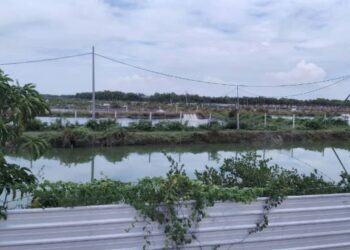 PROJEK ternakan udang di Parit Buntar yang didakwa menyebabkan kerosakan hutan paya bakau dan menjejaskan pendapatan nelayan. - UTUSAN/WAT KAMAL ABAS