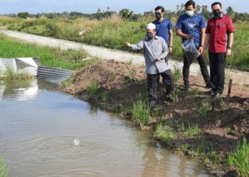 ZAKARIA Othman memberi makanan kepada ikan puyu selepas Majlis Pelepasan Benih Ikan Puyu Hibrid di Kampung Padang Lumat, Yan, Kedah, hari ini. - UTUSAN/MOHD. RIFAAT ABD. HAMID