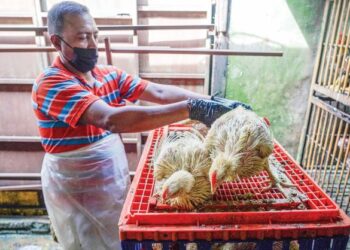 Lebih 630 pengusaha ladang ayam daging kontrak seluruh negara kini diambang muflis akibat bebanan hutang yang dikenakan kartel dan penternak bersepadu atau integrator. - GAMBAR HIASAN