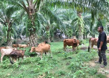 MOHD. Saiful Basri Mat Yaakob melihat lembu yang diternaknya di Kampung Lepan Jaya, Gua Musang, Kelantan. - UTUSAN/AIMUNI TUAN LAH