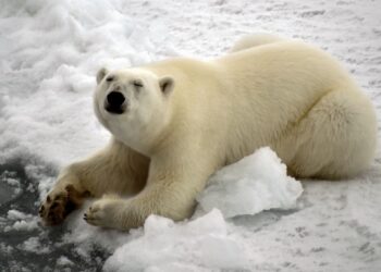 BERUANG kutub di Teluk Essen di kepulauan Franz Josef Land, Rusia.-AFP