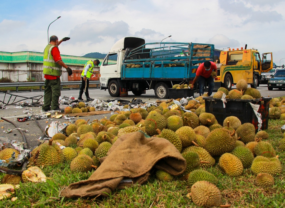 Lori Bawa Durian Kemalangan Buah Bertabur Di Jalan Tak Ada Buah Hilang Isu Semasa Semasa Forum Cari Infonet