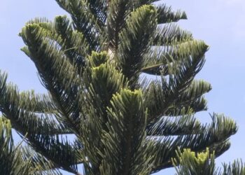 SEEKOR kucing betina berwarna oren terperangkap di atas pokok ru setinggi lebih sembilan meter di Paka, Terengganu, semalam.