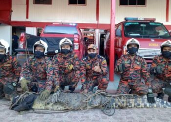 ANGGOTA bomba Segamat menunjukkan seekor buaya yang ditangkap di Kampung Berata, Segamat, Johor semalam. – FOTO/FARAHWAHIDA AHMAD