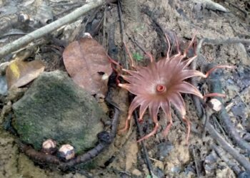 BUNGA pakma tikus yang ditemukan di Bukit Taduk di Hulu Terengganu baru-baru ini.