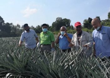 CHE Abdullah Mat Nawi (dua dari kiri) meninjau tanaman nanas cobek di Kolej Vokasional Bachok, Kelantan hari ini.