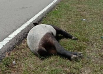 BANGKAI seekor tapir jantan ditemukan di Jalan Sedili - Tenggaroh dipercayai dilanggar kenderaan di Kota Tinggi, Johor.