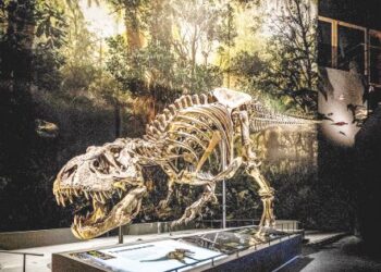 RANGKA tulang dinosaur di Pusat Biodiversiti Naturalis yang merupakan muzium sejarah di Belanda. - AFP