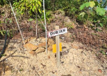 Pokok durian yang dikesan ditanam di kawasan Hutan Bukit Cerakah di SUngai Buloh.