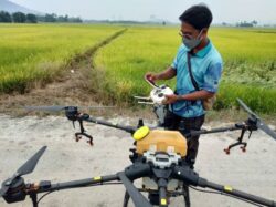 drone tabur padi